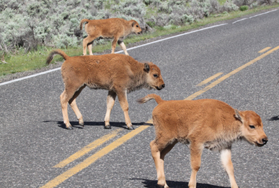 Explore Roadside Nature- Yellowstone NP Bison calves